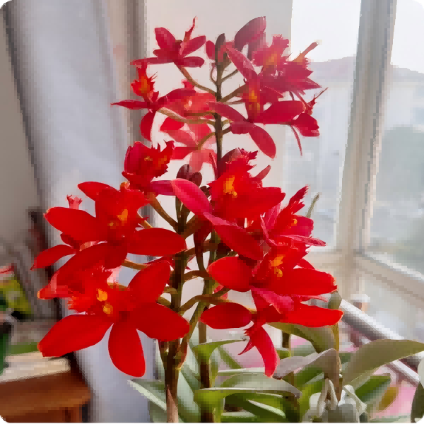 玉溪祥馨/树兰盆栽绿植兰花/四季开花/易养护/居家必备/基地直发