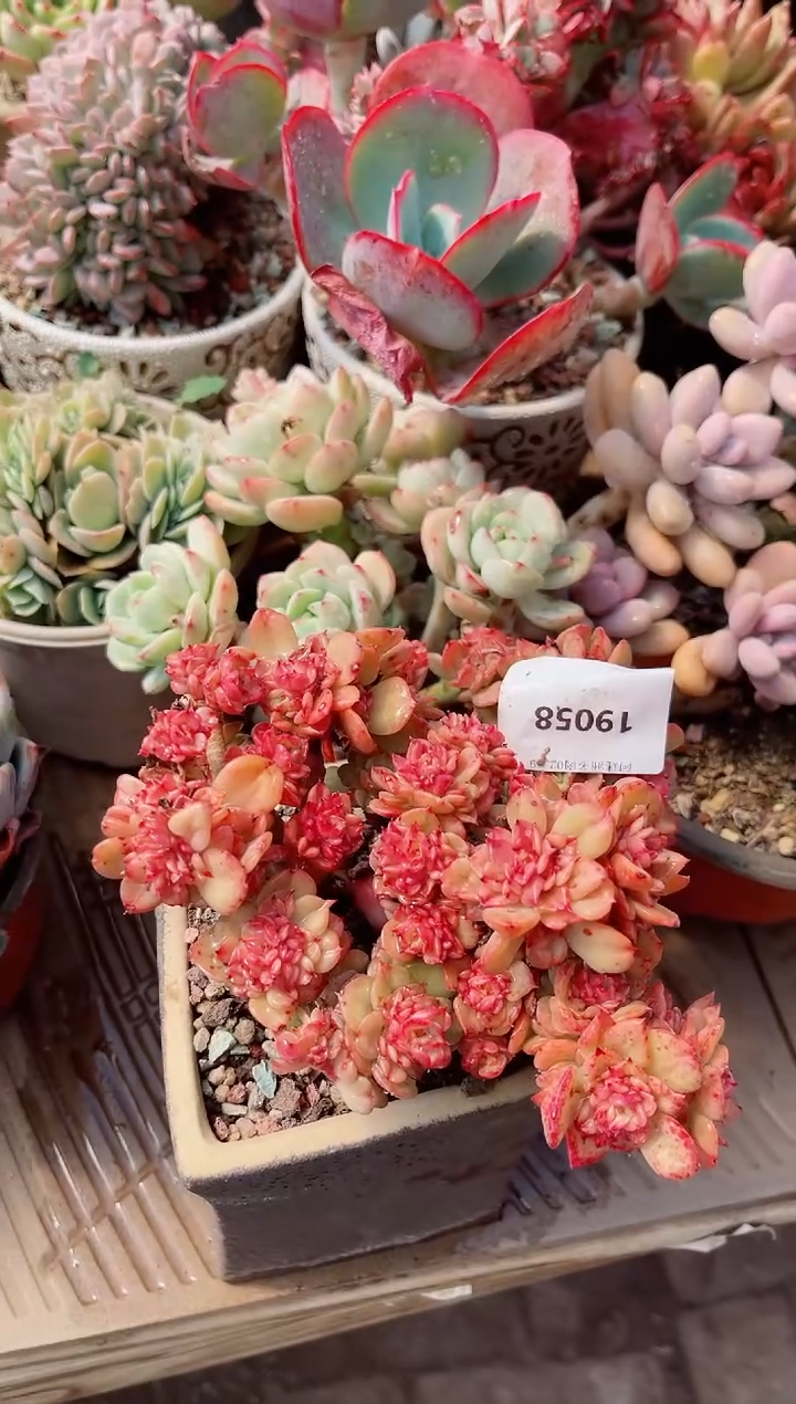 【闪购商品】19058