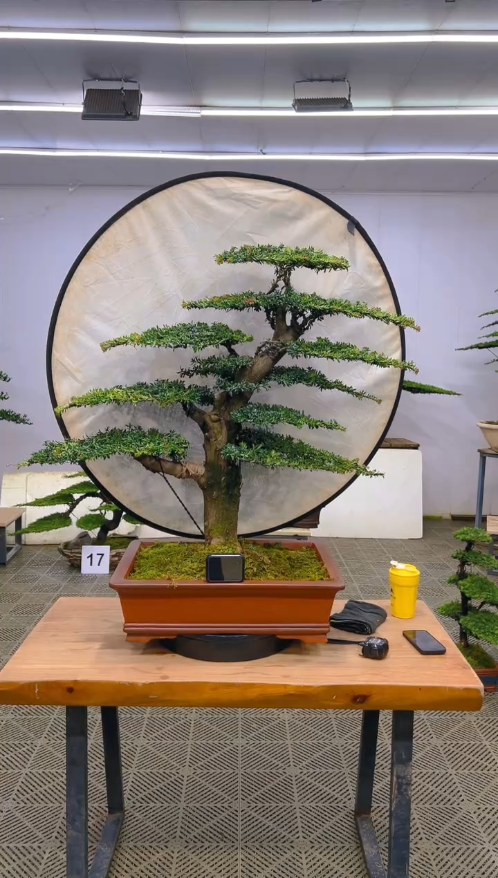 无花朵一物一拍一物一拍