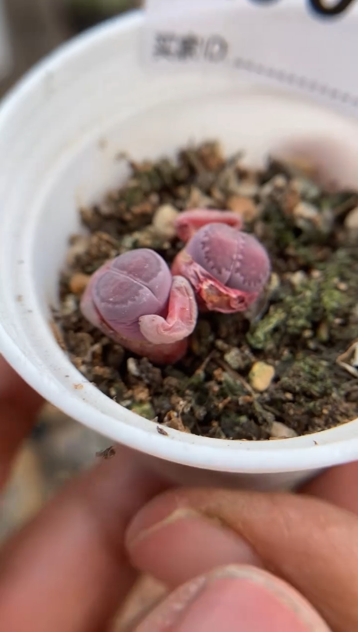 【闪购商品】9049直播一物一拍