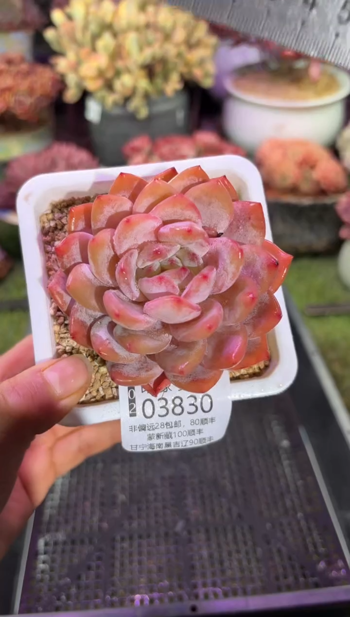 【闪购商品】03830