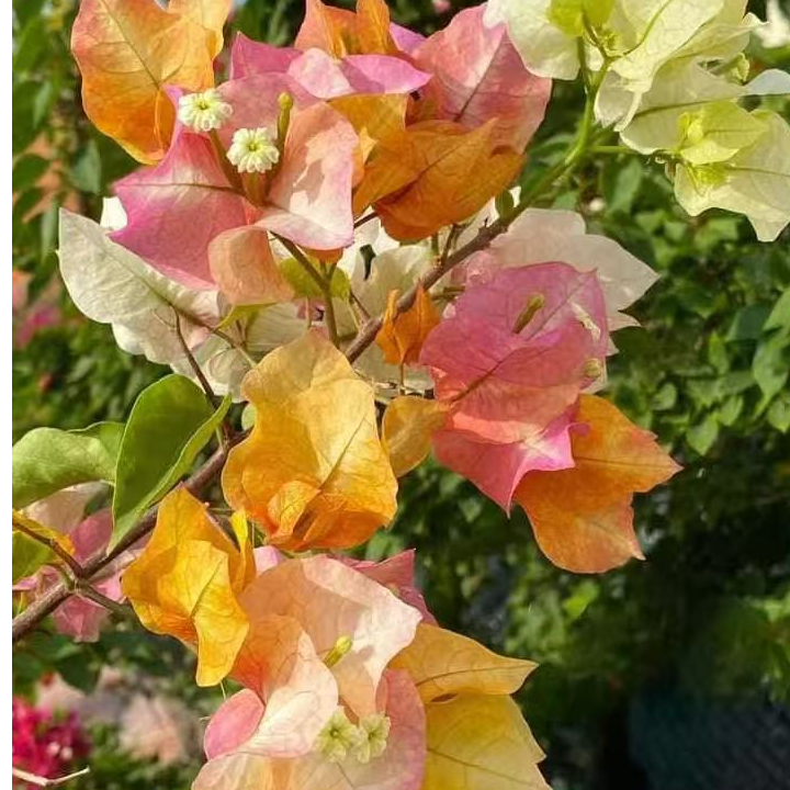 佰梅园 新品-浅彩虹三角梅扦插袋苗