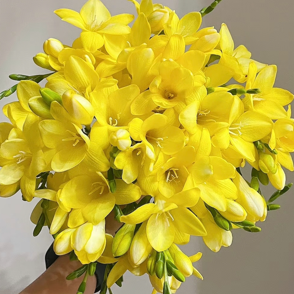 【一品花集】【黄色】香雪兰 云南昆明基地直发家用鲜花