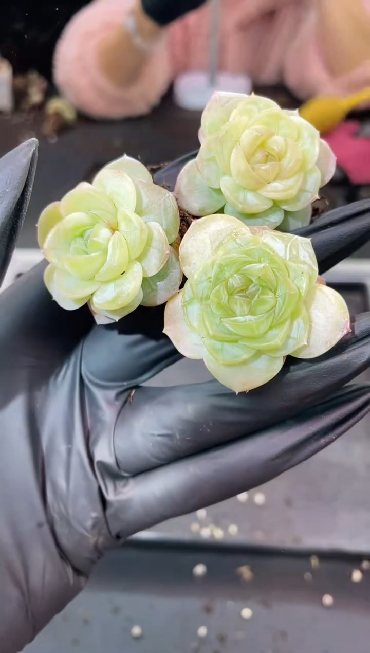 闪购1052  荷塘月色多肉一颗   3.5-3.8厘米