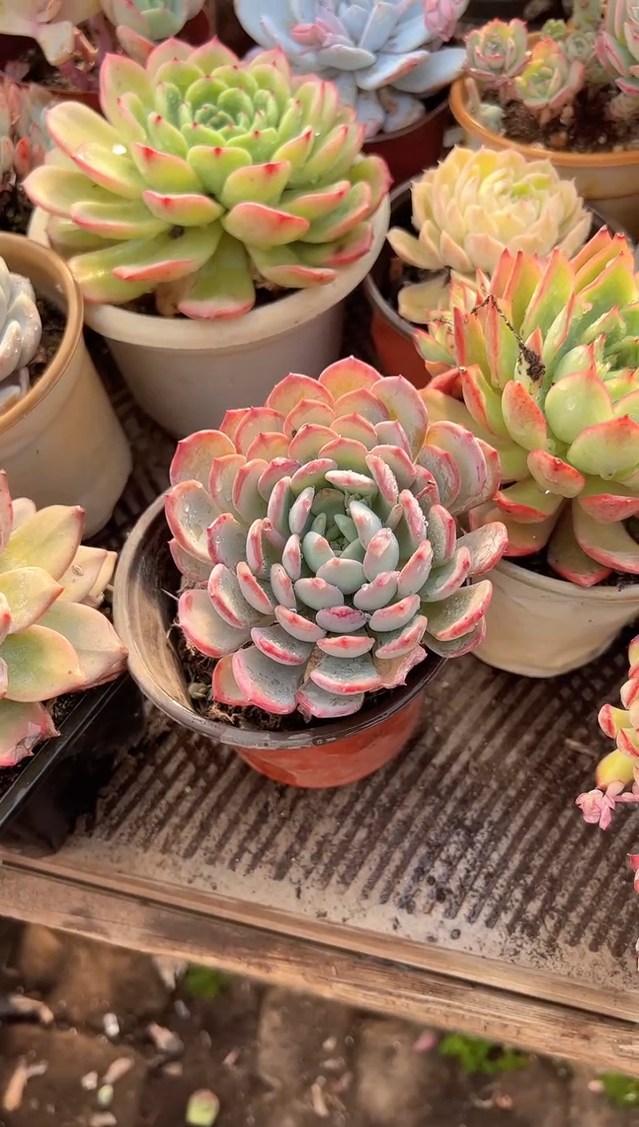 哇*多肉植物一物一拍31324