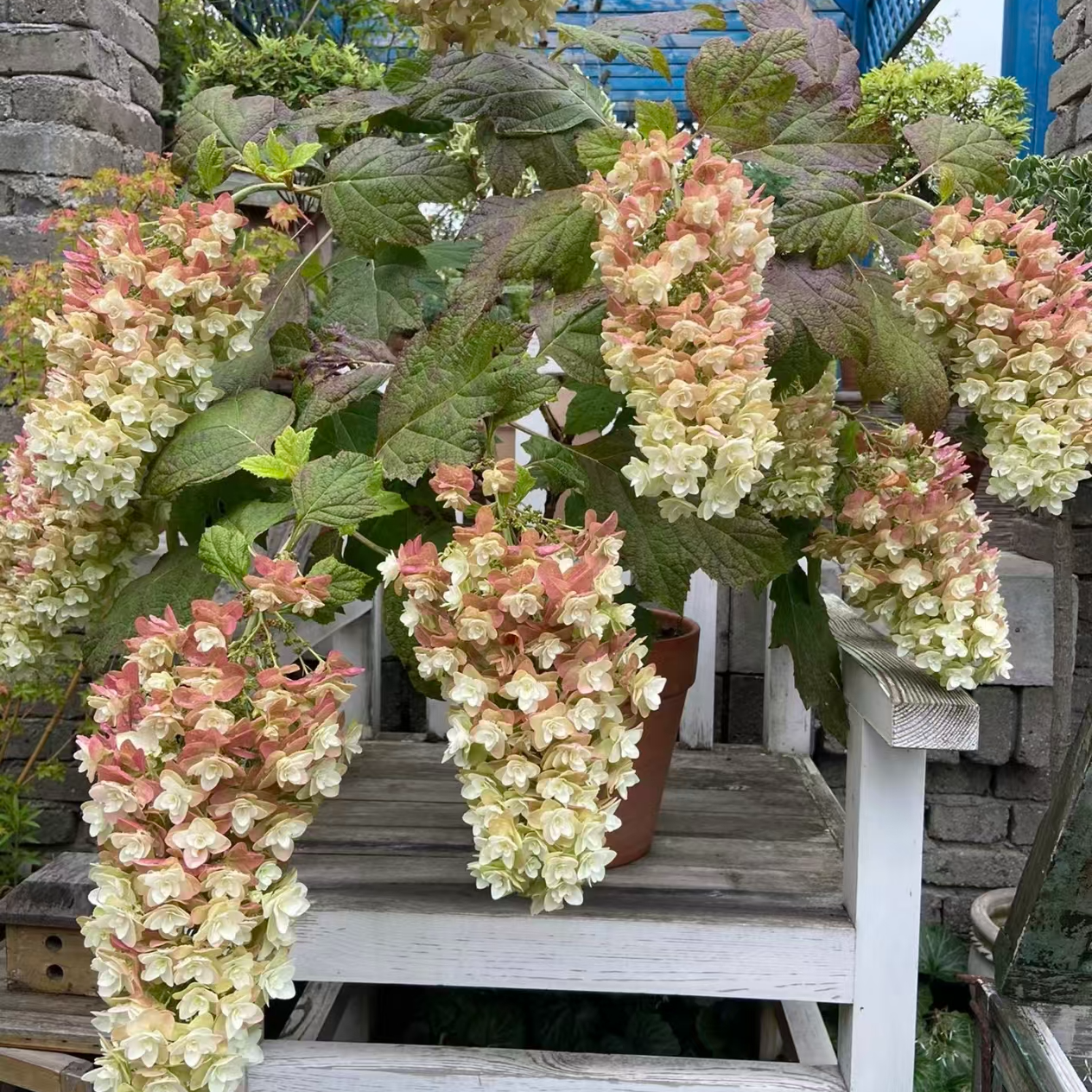 【栎叶绣球】贵州露天绣球适合盆栽地栽