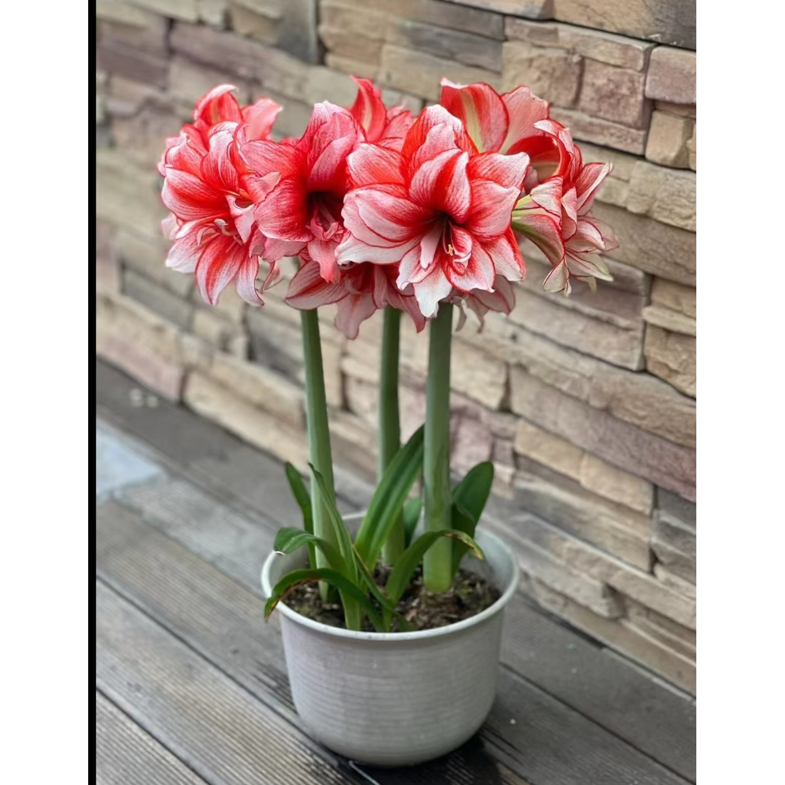 进口朱顶红 鬼魅《大花重瓣》