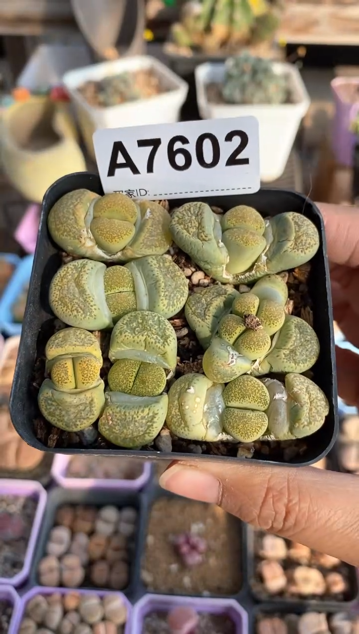 【闪购商品】7602直播一物一拍