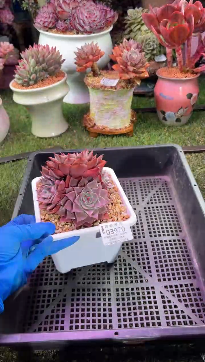 【闪购商品】03970