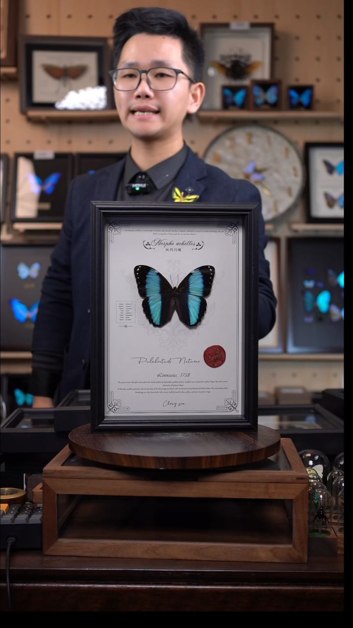 蝴蝶标本摆件竞拍双列闪蝶d707