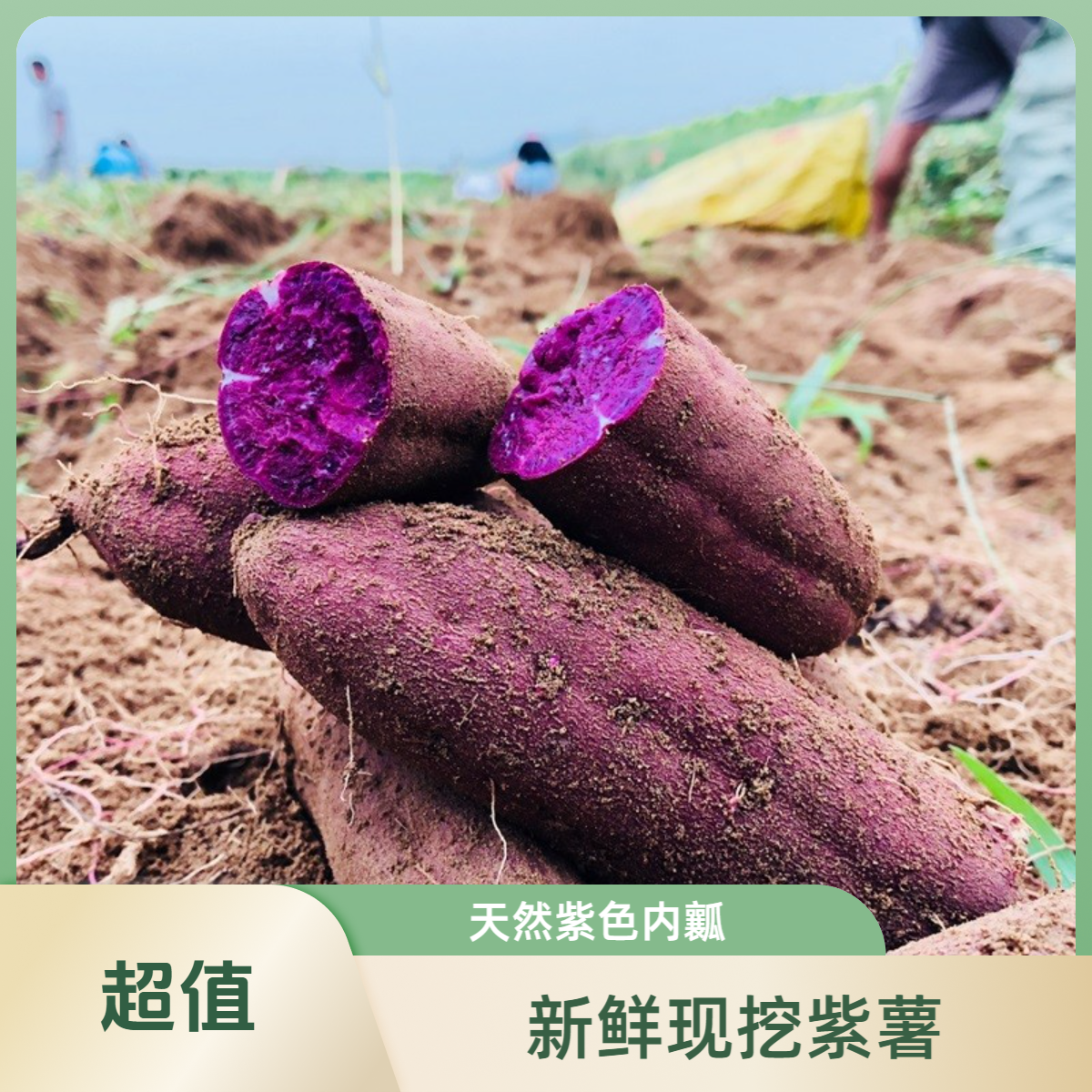 紫薯新鲜农家自种沙地紫红薯紫罗兰蜜薯糖心甜山芋番薯地瓜