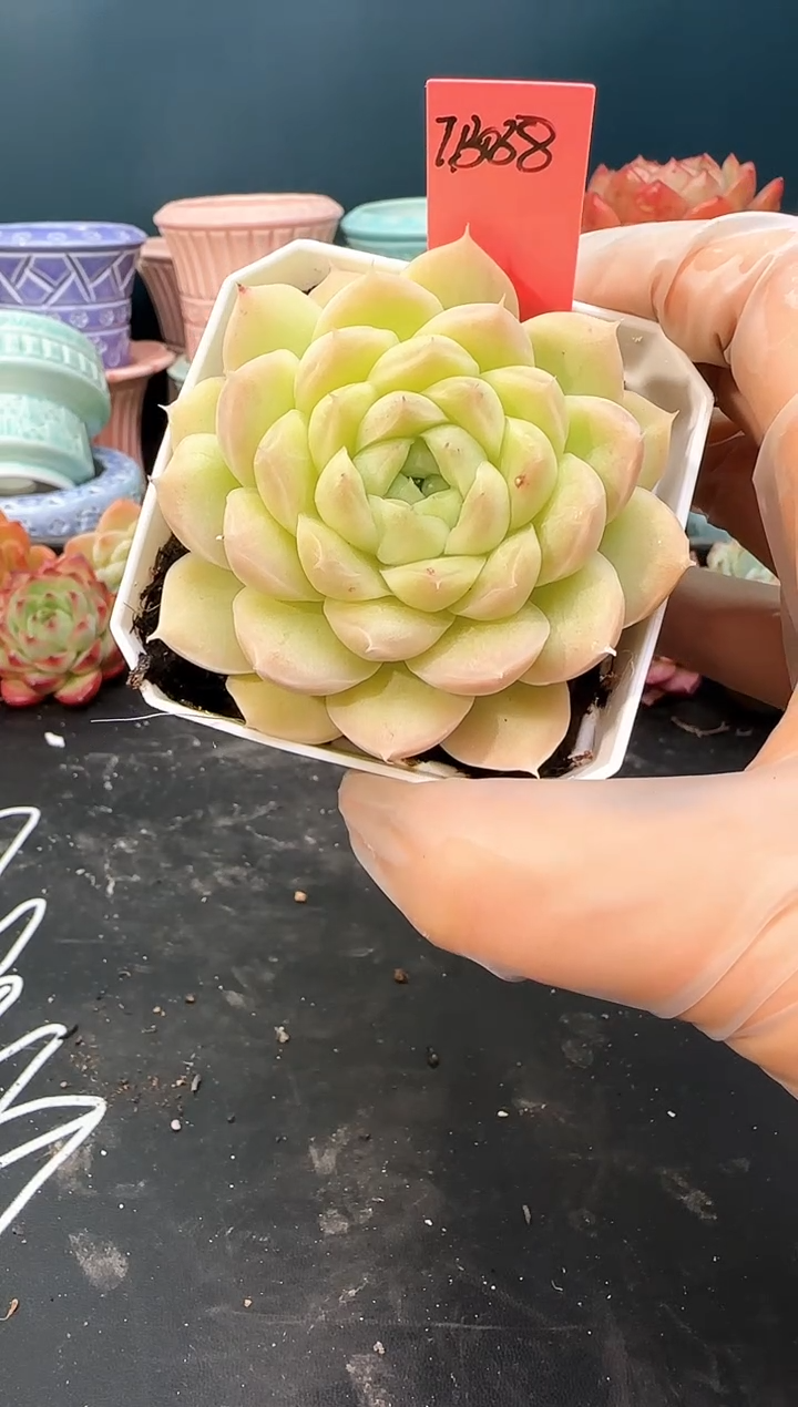 2707 tb038    （冠幅 7cm）