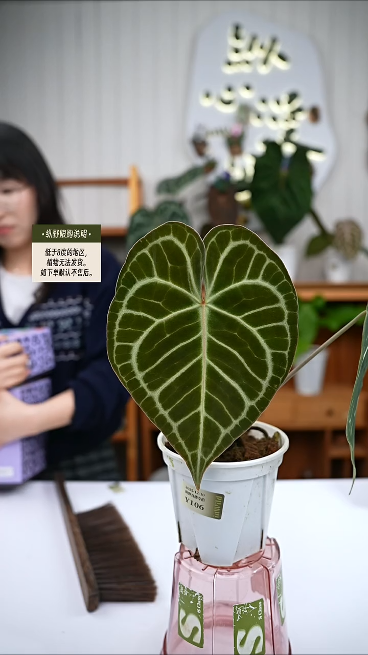 完全开放Y106 克莱恩