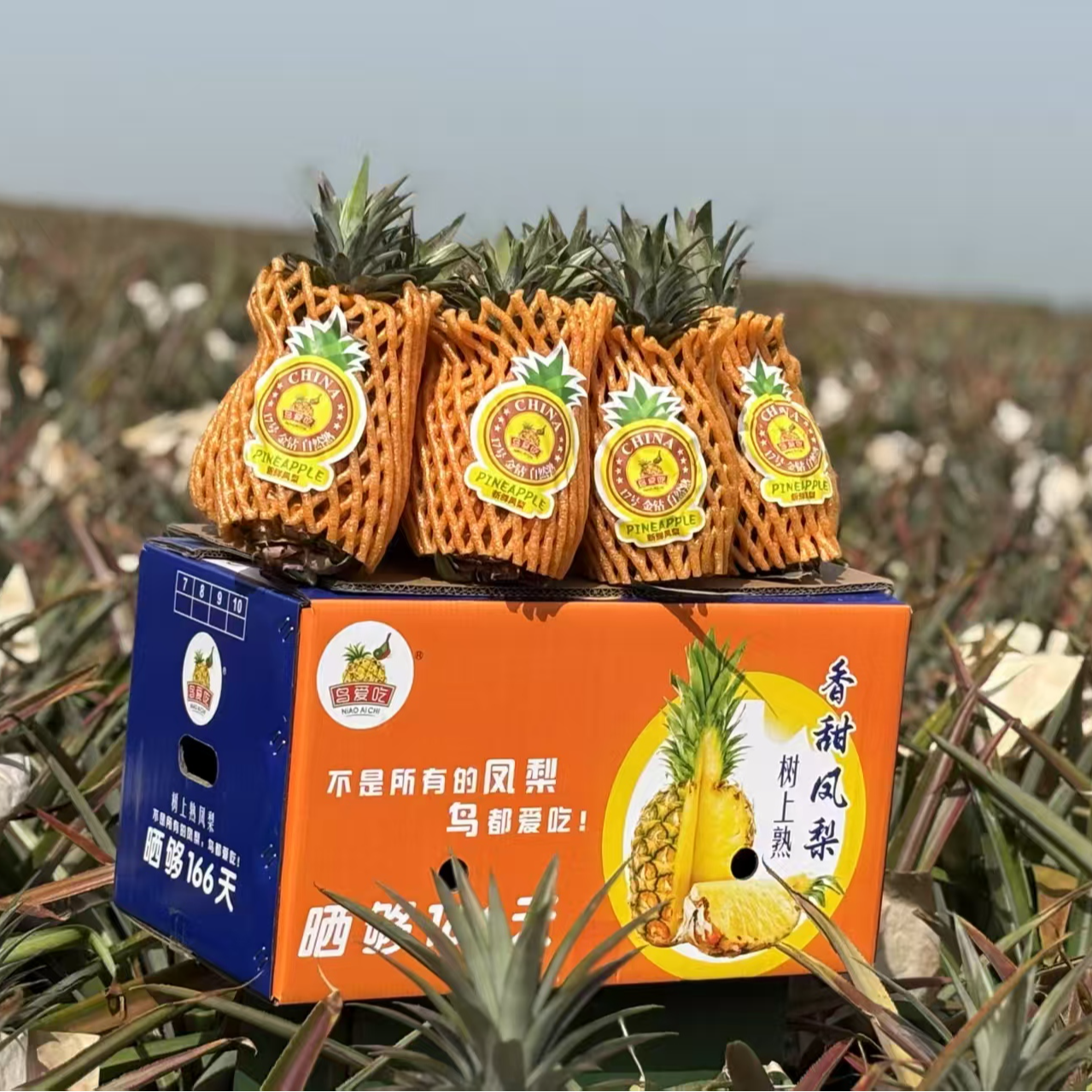 鸟爱吃金钻凤梨（树上熟更美味）8个装净重17-18斤整箱