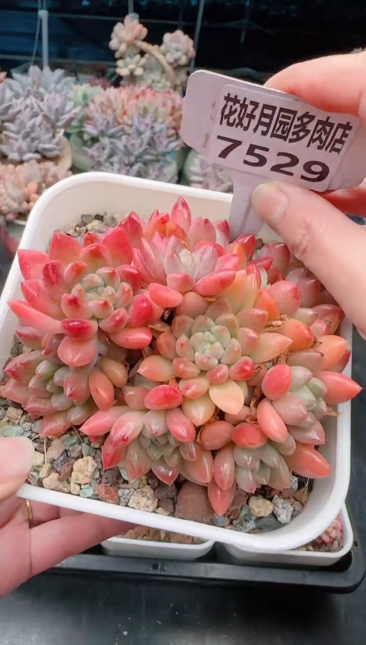 【闪购商品】7529.