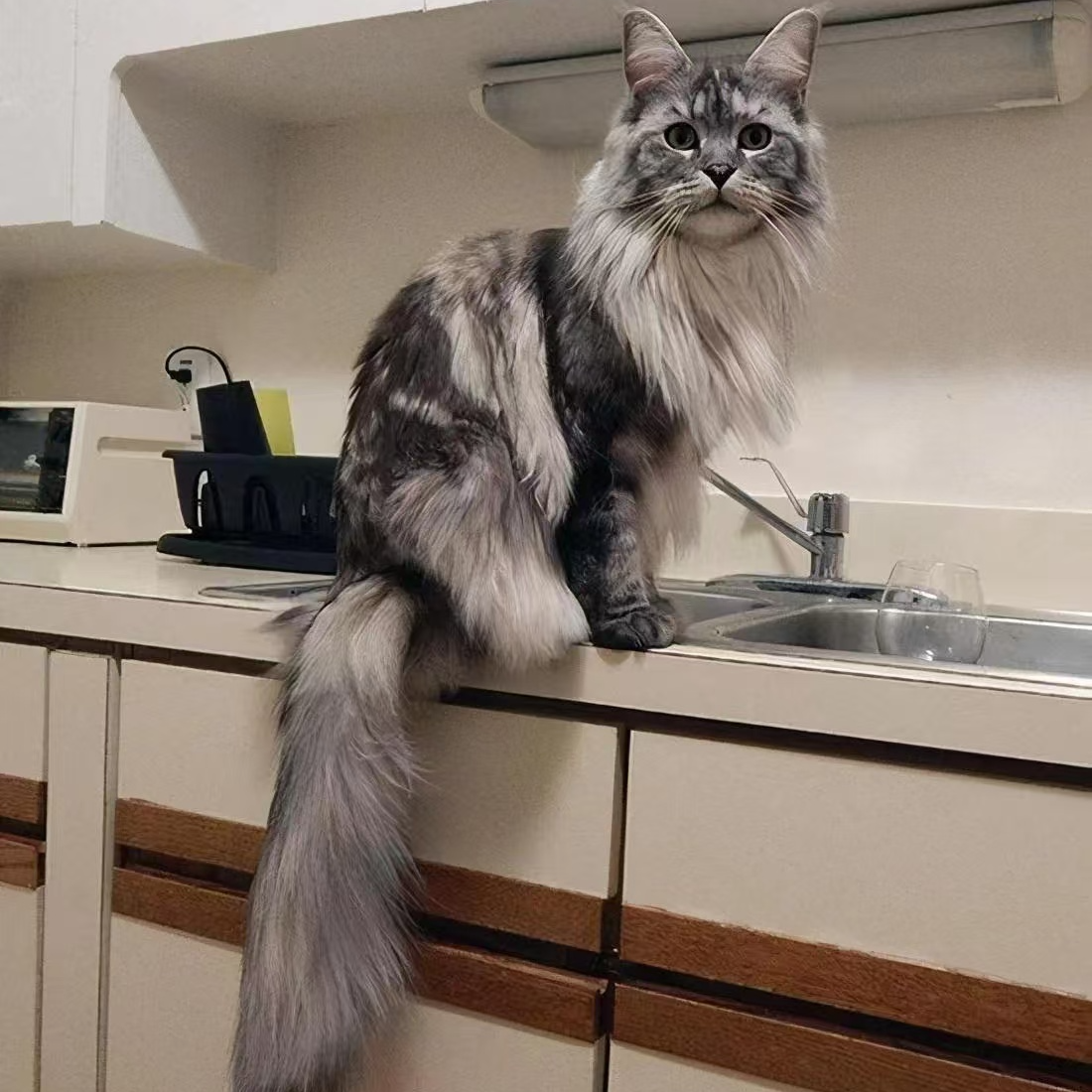 （陈先生的猫）宠物活体链接