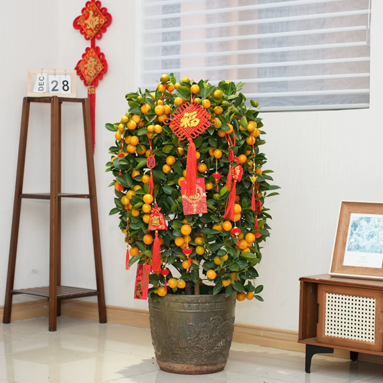 四季桔年桔金桔树盆栽带果年宵花新年开业乔迁大型朱砂橘客厅招财
