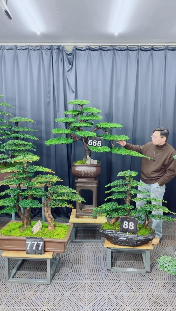 无花朵盆景...666号