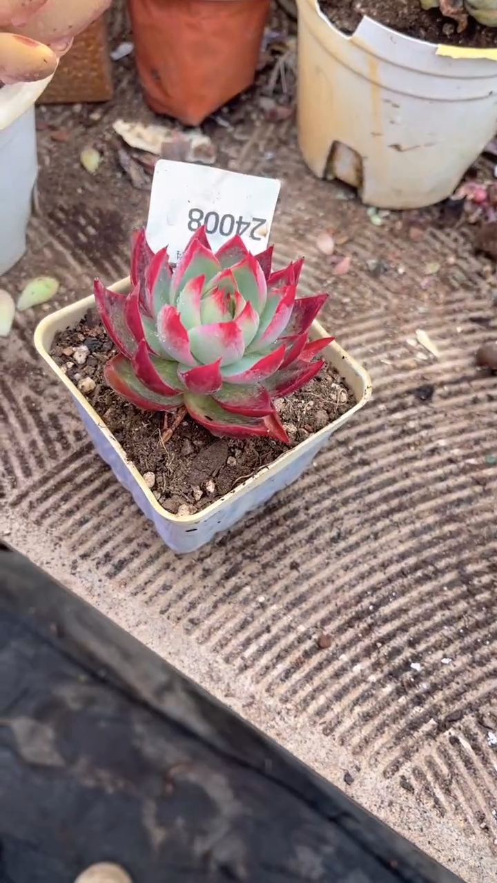 薰****?跃跃精品多肉24008