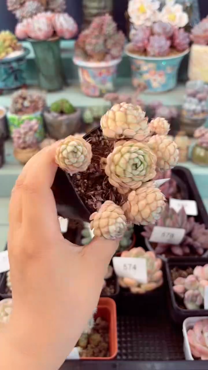 570群生小红船多肉