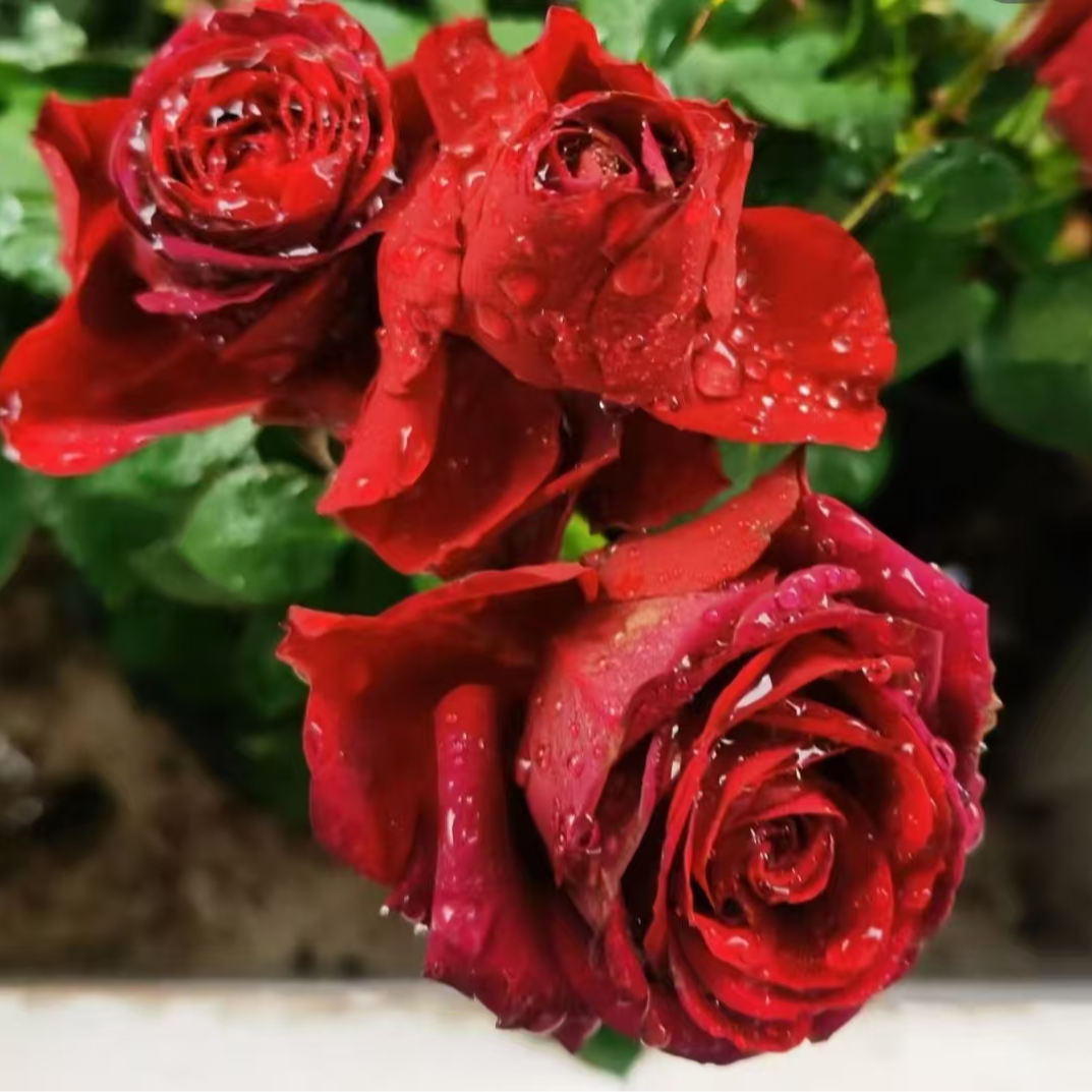 【流星王】月季四季灌木