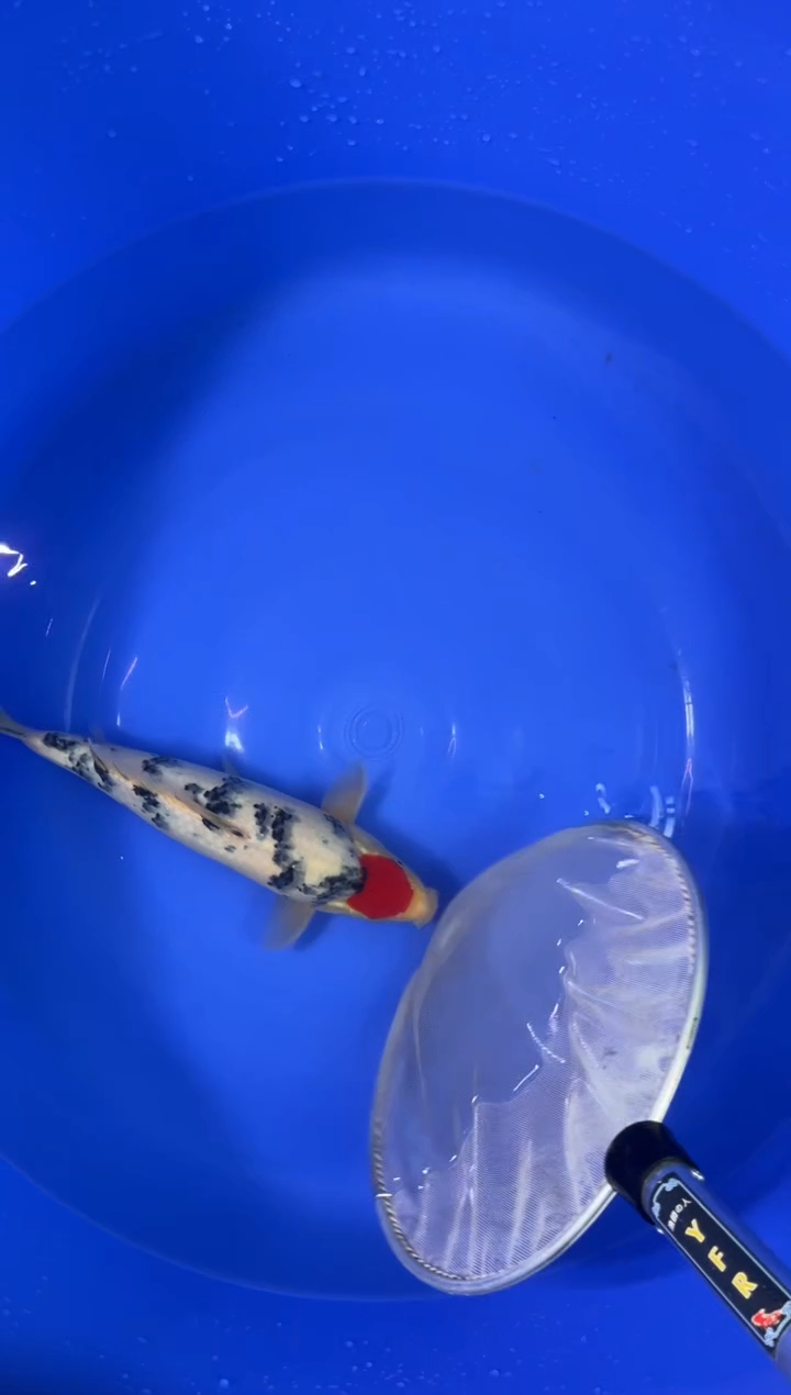 锦鲤活体二号链接