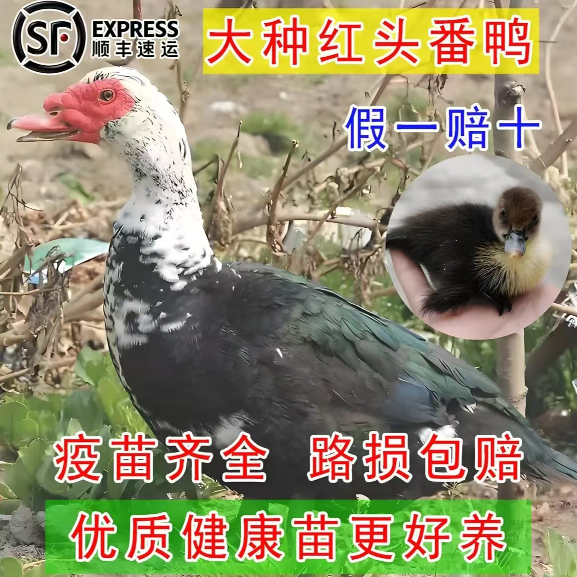 正宗大种番鸭苗宠物鸭鸳鸯鸭非洲雁火鸭腾鸭旱鸭活体发货顺丰