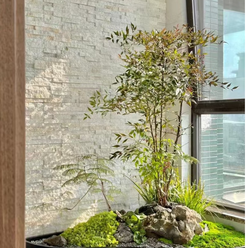 南天竹耐寒耐旱叶片四季变色冬天红果累累室内室外都好养净化空气