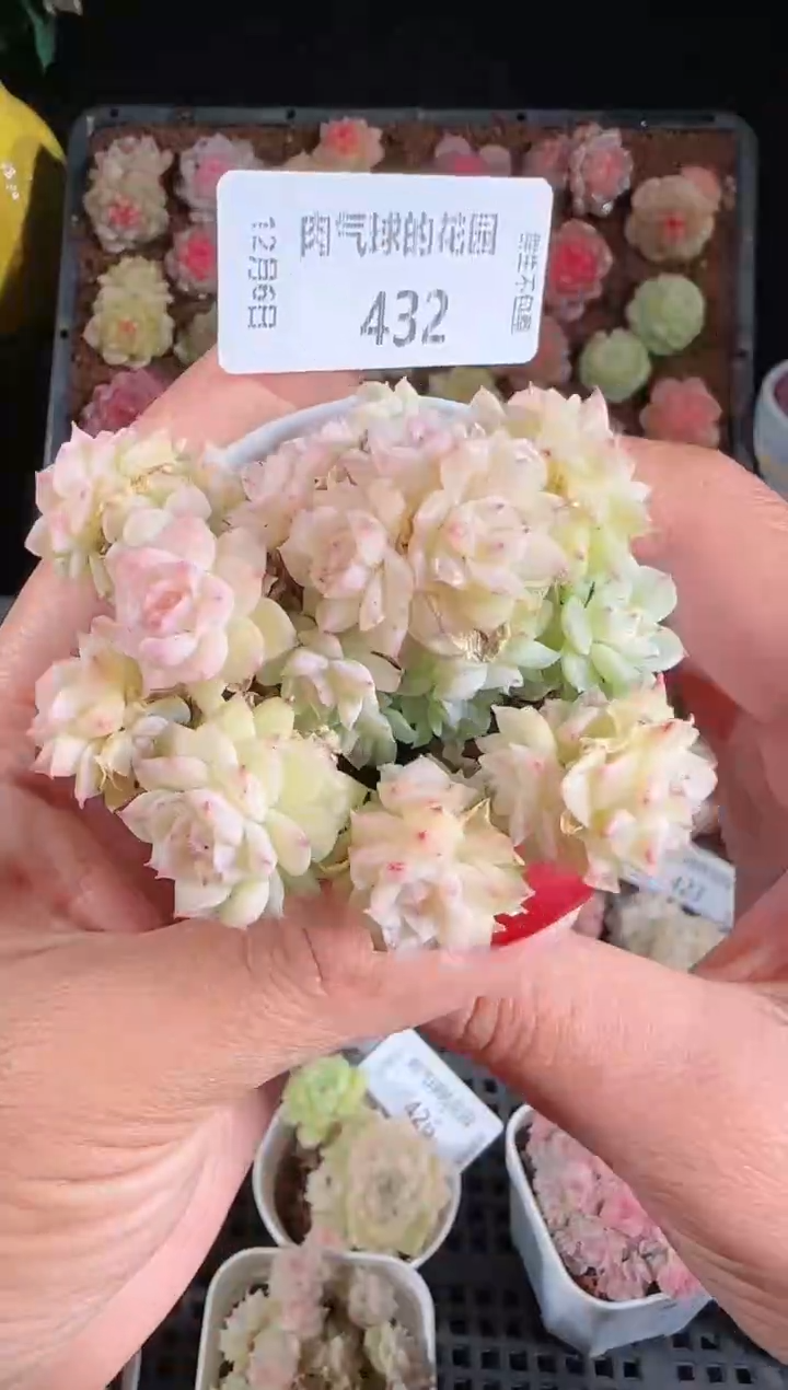 1206-432多肉群生不包整