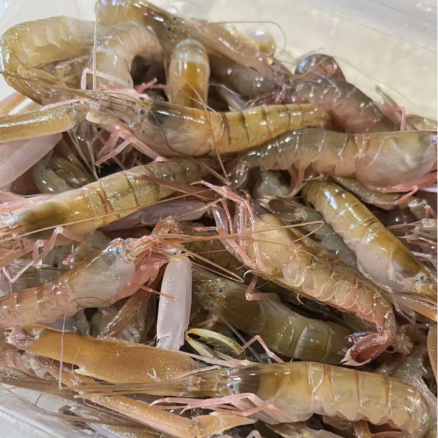 【小虾介意勿拍】大连野生嘎巴虾【保鲜不保活】