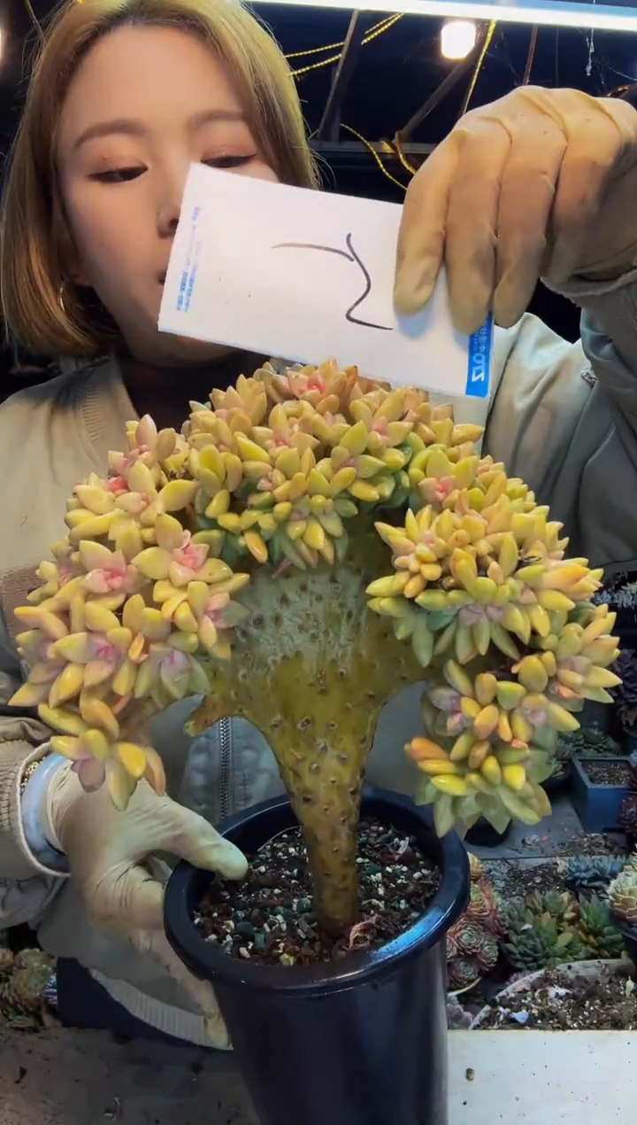 5号一物一拍脱土包邮