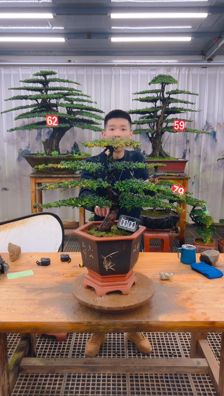无花朵精品盆景直播间一物一拍