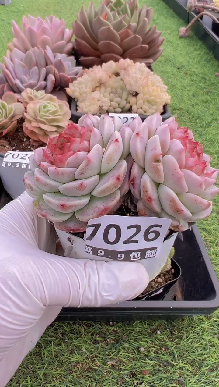 【闪购商品】信福多肉一物一拍