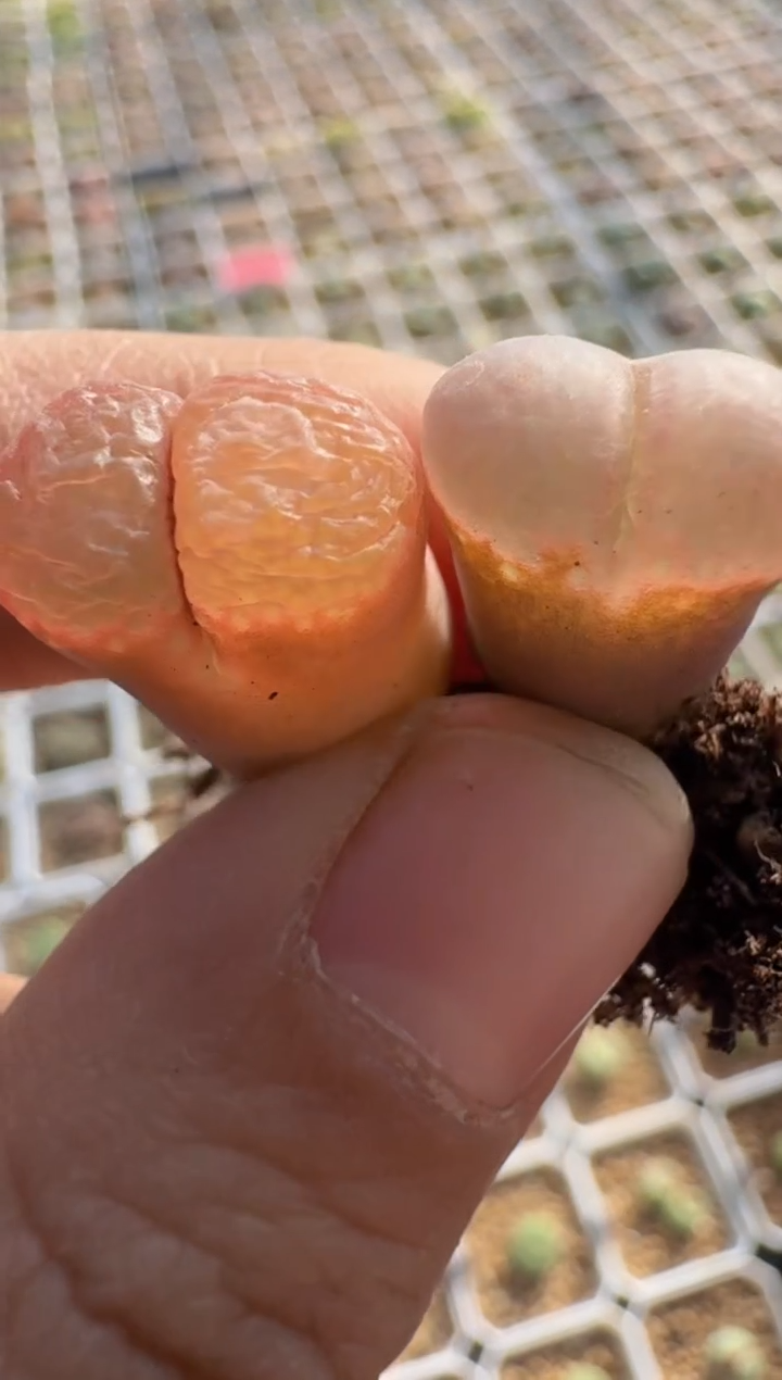 【闪购商品】8--33