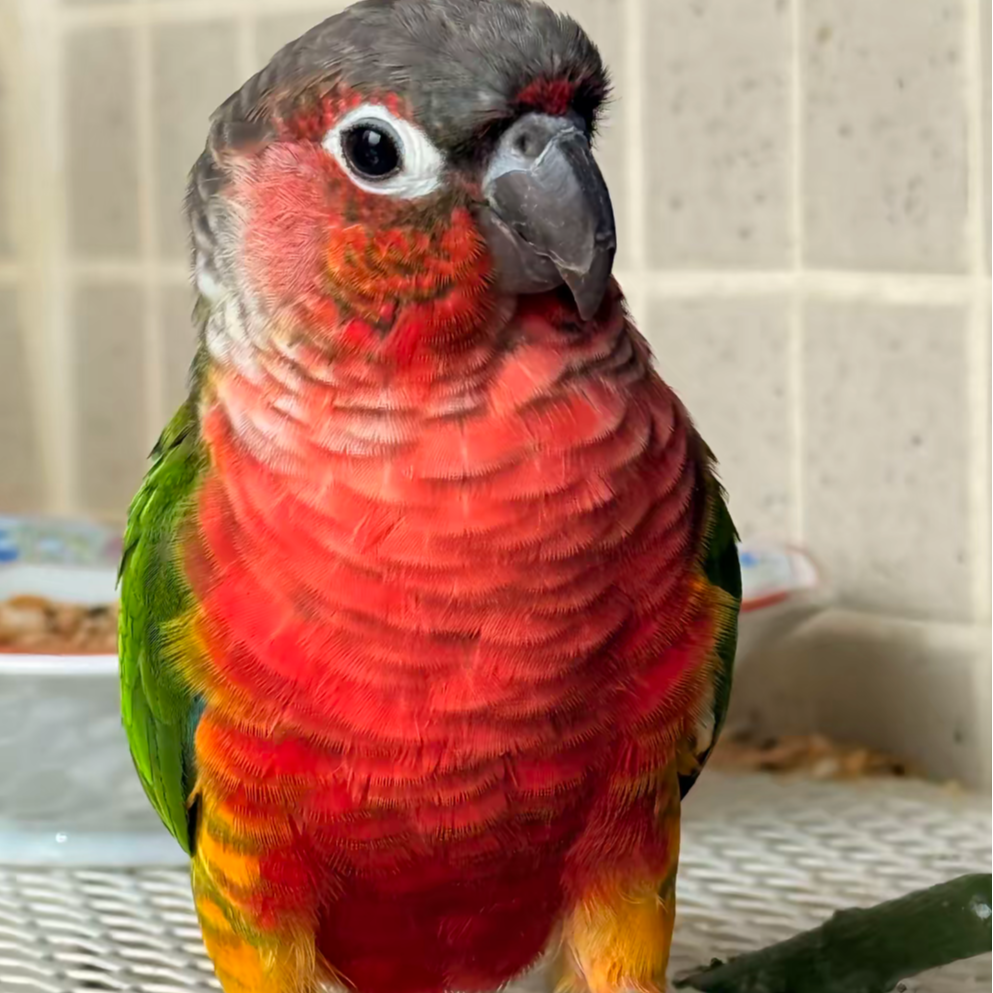 鹦美佳小太阳鹦鹉