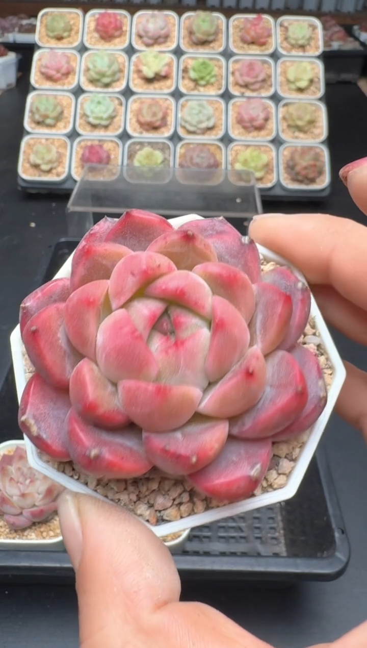 【闪购商品】203D物拍多肉带盆土6.5杯拍3颗包柚