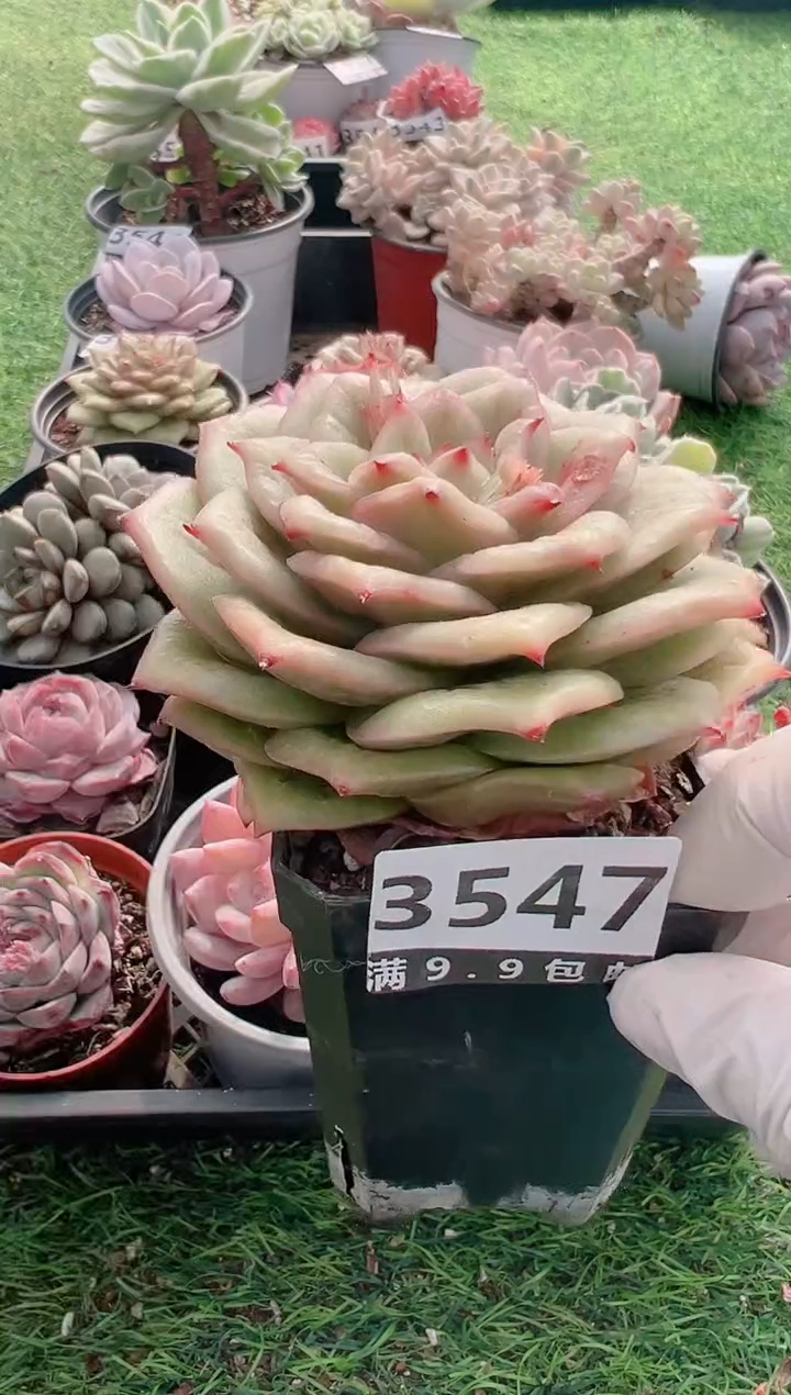 【闪购商品】信福多肉一物一拍