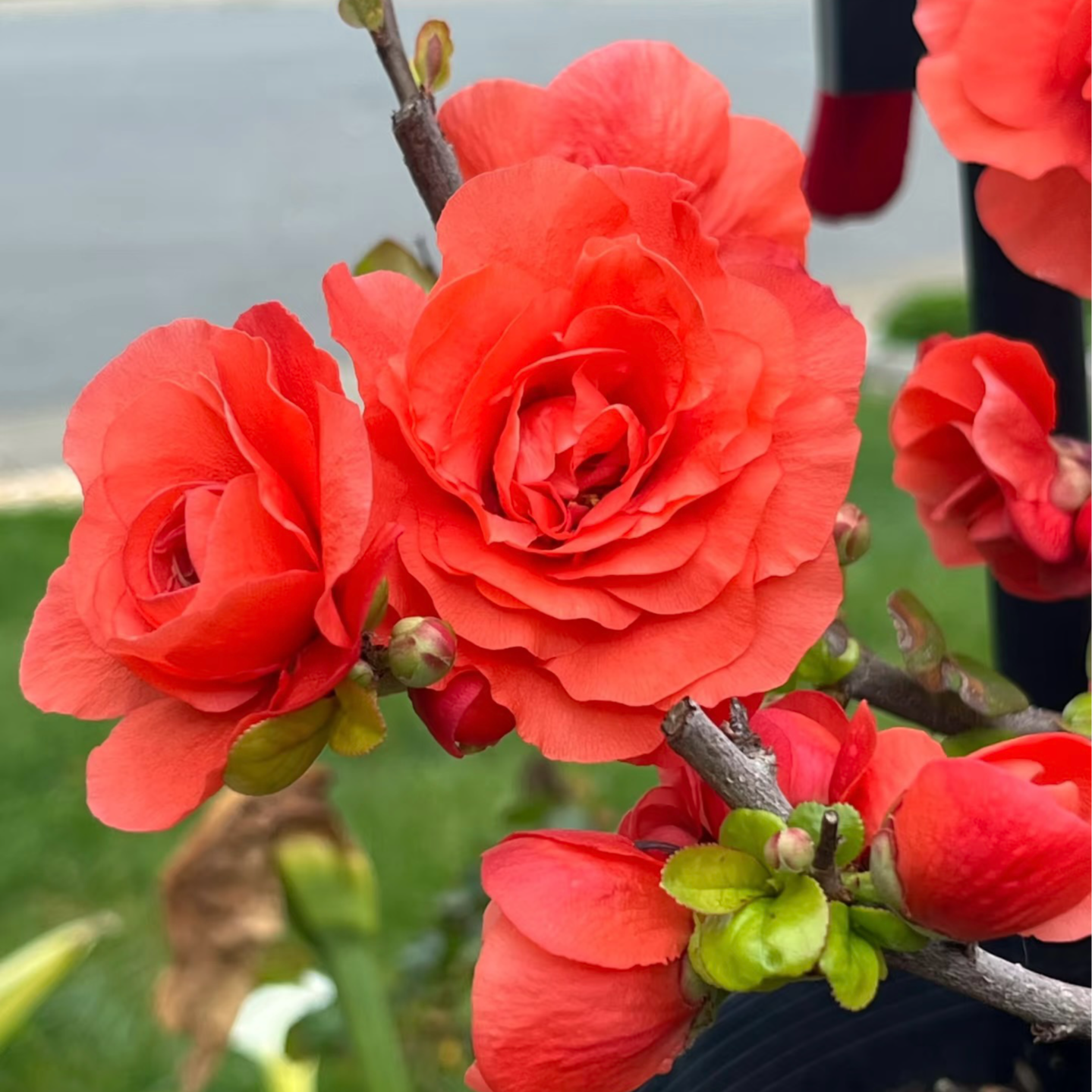 【宠粉福利】 世界一海棠花8年苗带花芽耐寒年宵花卉