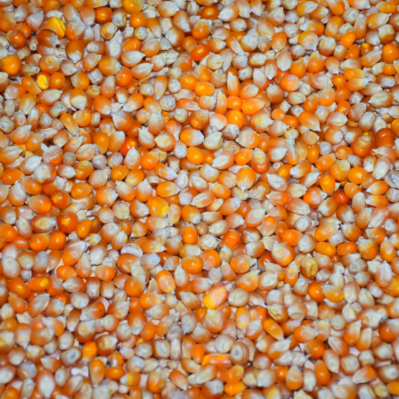 爆爆米花专用爆裂玉米农家自产口感好