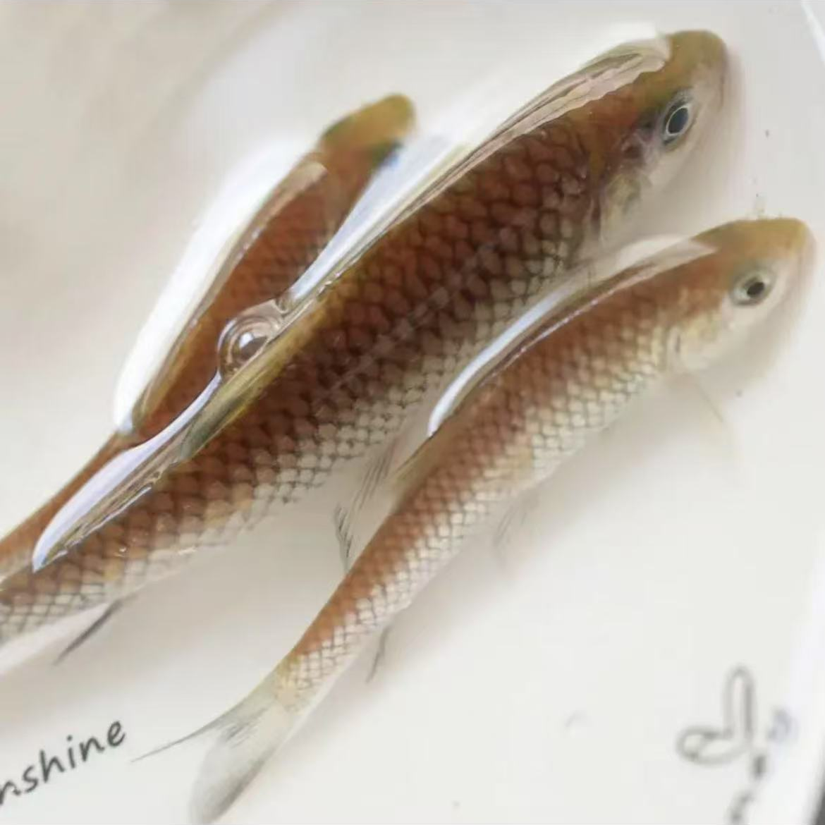 冰鲜现捞清波鱼生态养殖