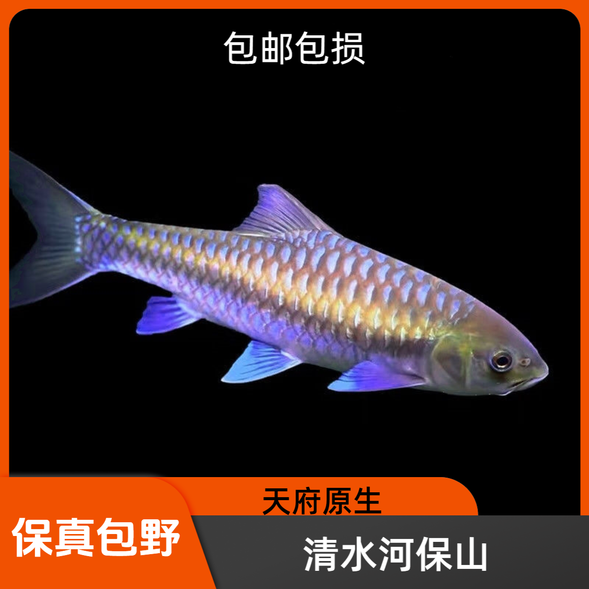 清水河保山蓝吉罗包邮包损