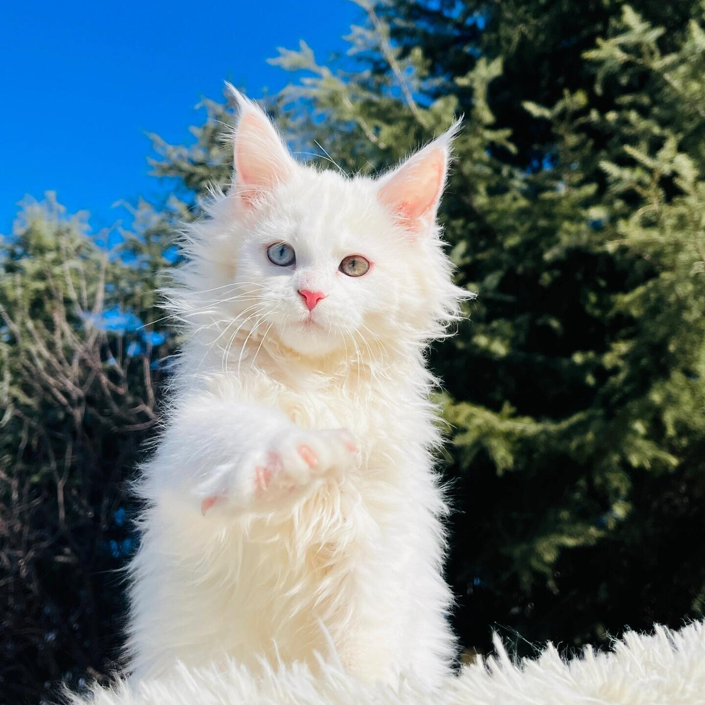 【秋雅猫舍】活动专属缅因阿比西尼亚德文豹猫暹罗小众猫