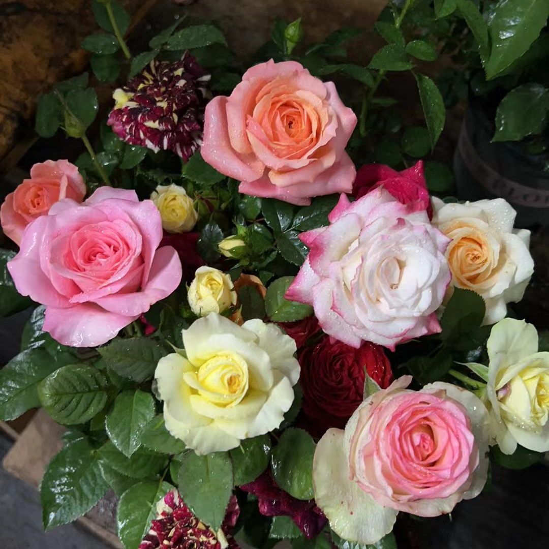 艾莎花园【多色月季】多个颜色多颗苗阳台花园盆栽地栽一年四季开花