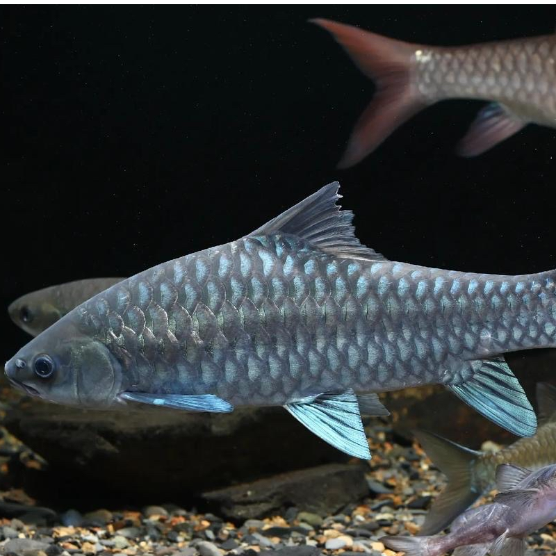 红眼青头保3条包损不包邮售后需完整开箱视频购买请阅读购买须知