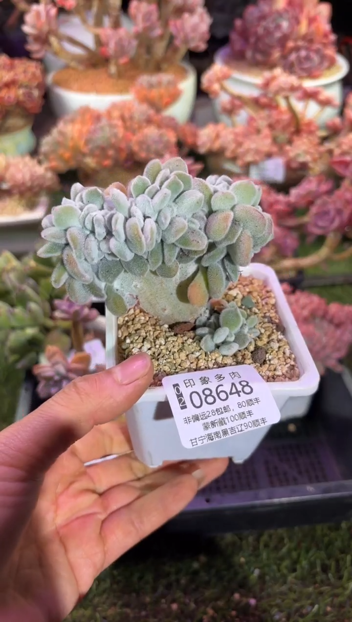 【闪购商品】08648