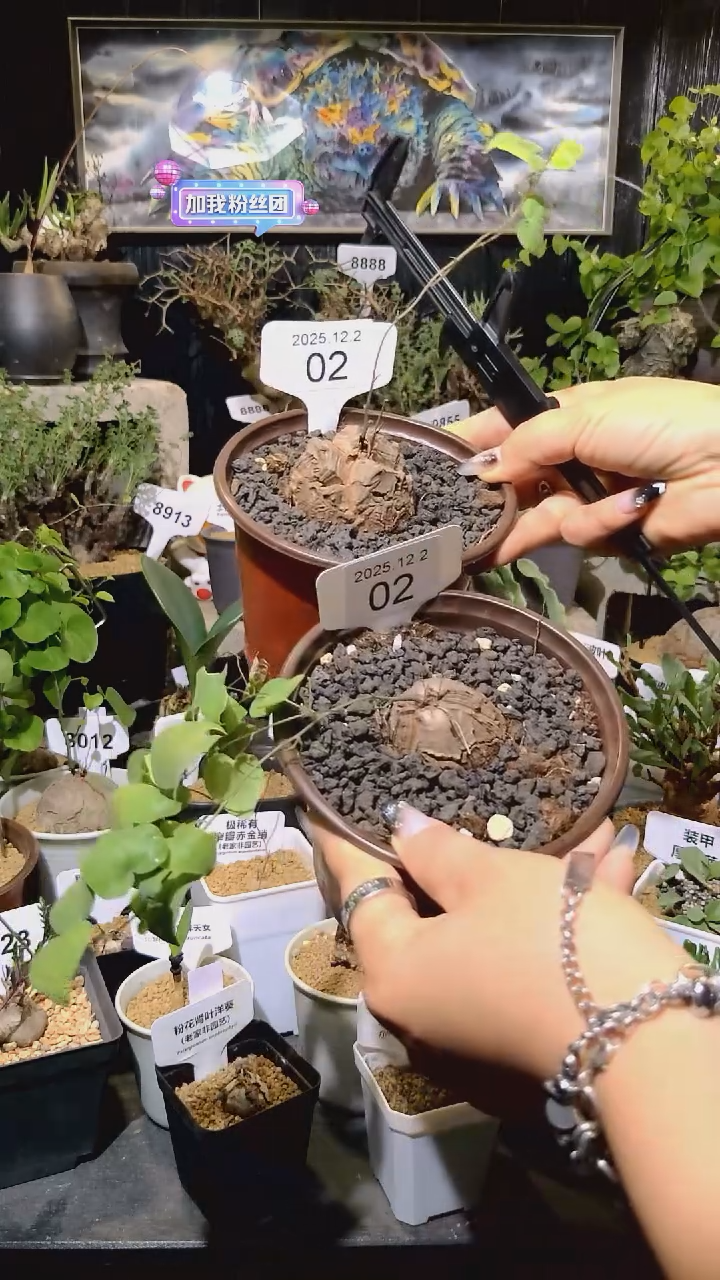 2号1202福利南非龟甲龙买一送一