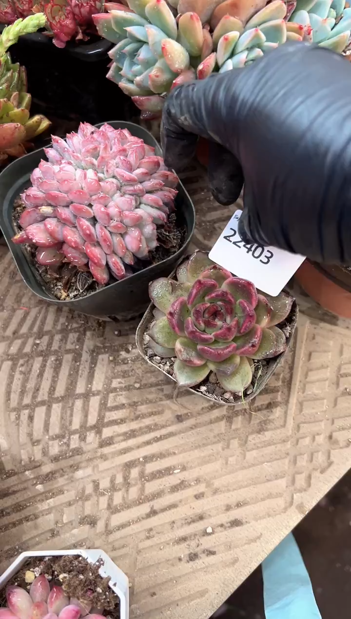 Q*N多肉植物一物一拍22403