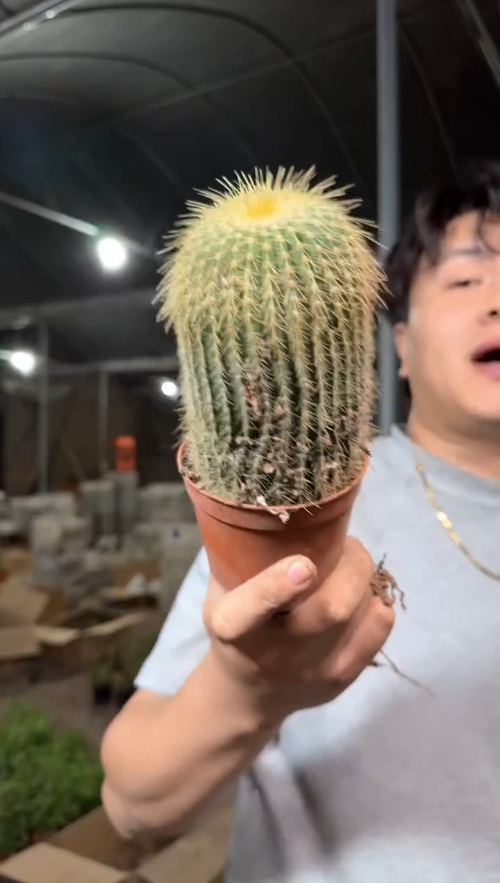 2颗 大单头 金冠【带根】