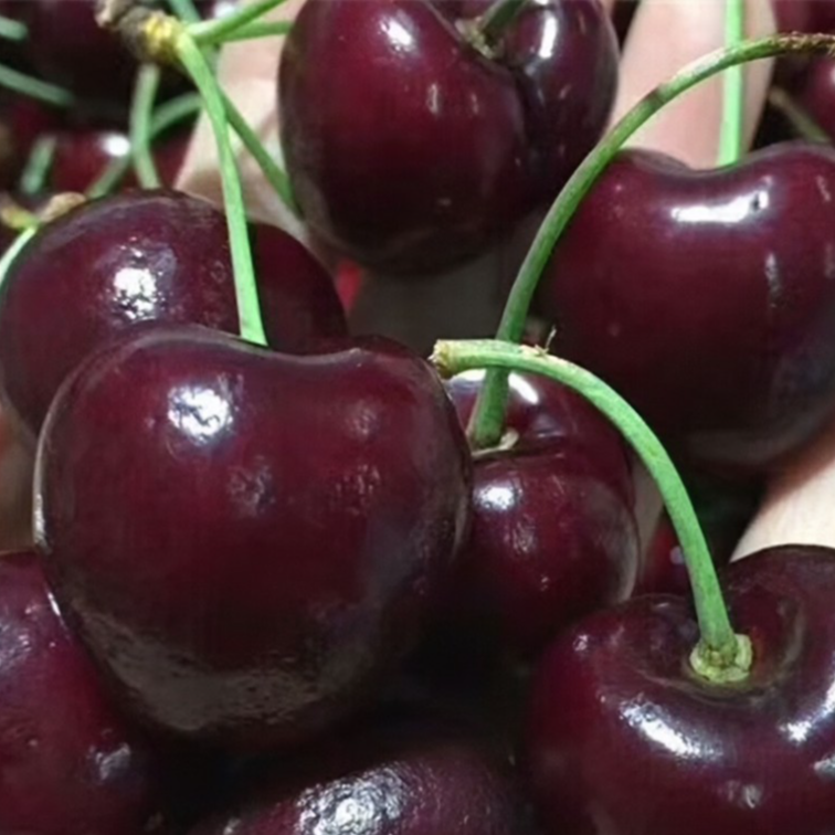 科迪亚JD智利车厘子2500g