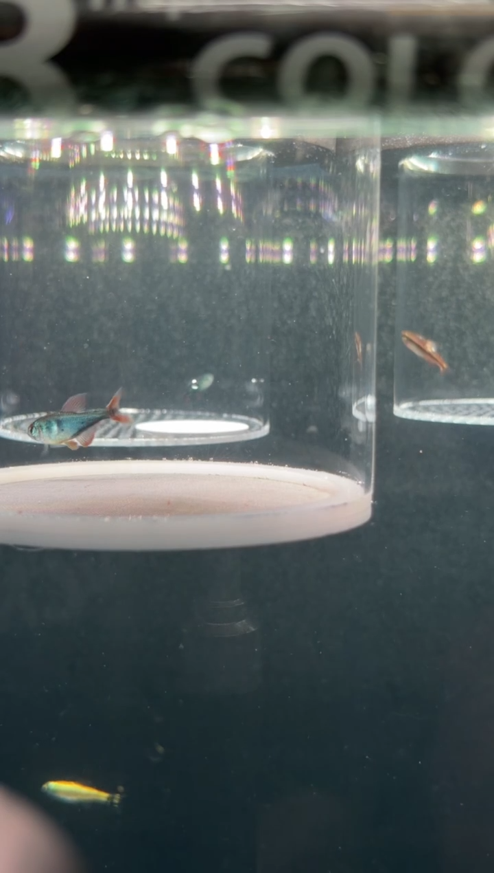 灯科鱼?****费【142】钴蓝梦幻旗